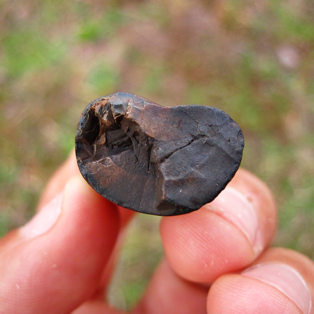 Giant Ground Sloth Tooth (Caniform) Fossil Pleistocene of Florida(04)