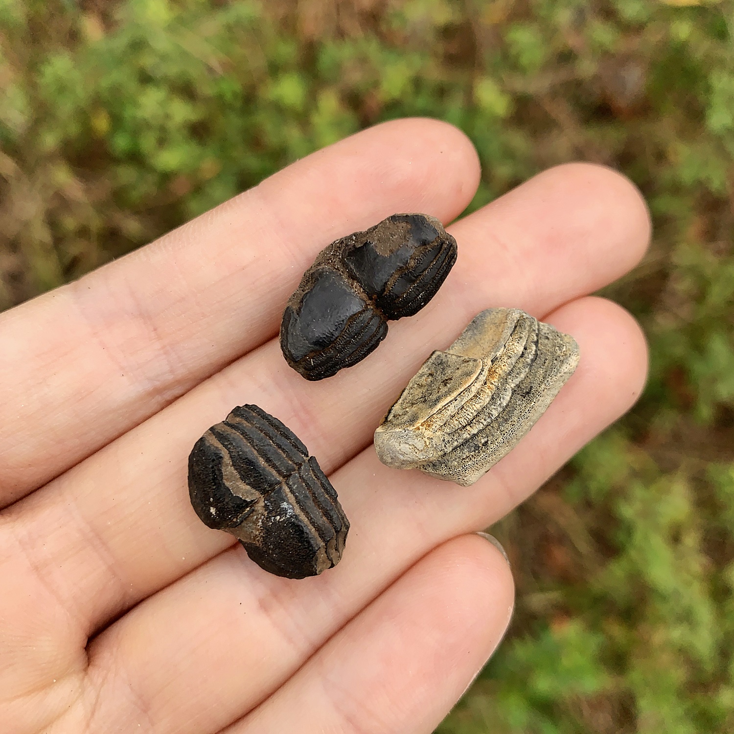 Puffer Fish Teeth Fossil