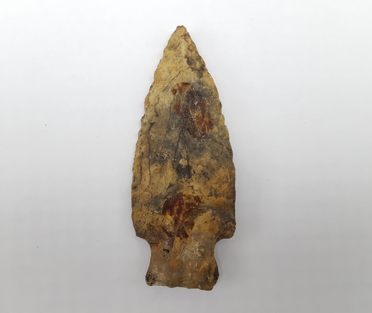 Fl. Broward type arrowhead w/COA. Fossils & Artifacts for Sale