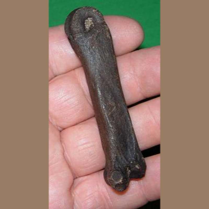 Peccary Fossil Fossils & Artifacts for Sale Paleo Enterprises