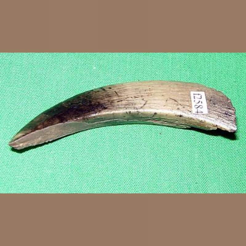 Products Fossils & Artifacts for Sale Paleo Enterprises