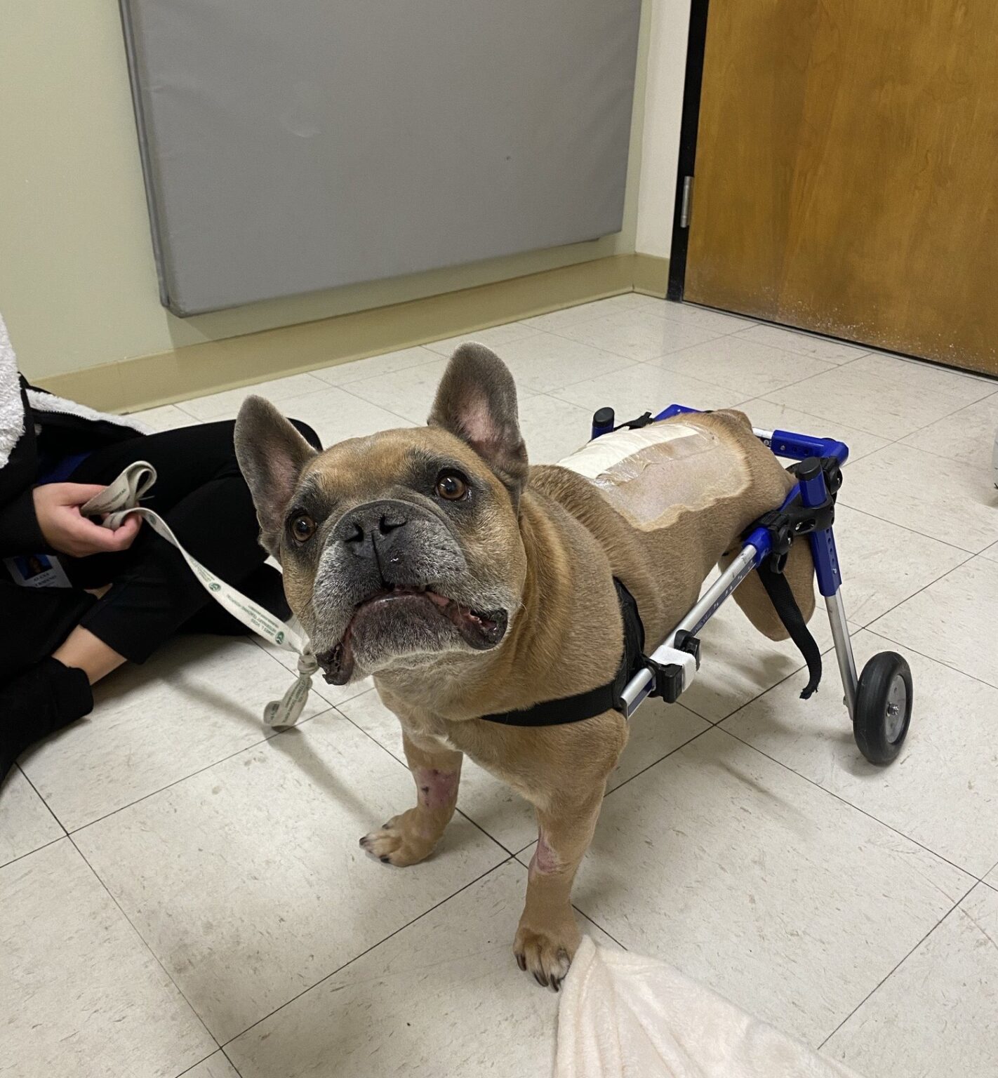 My French Bulldog's IVDD Journey PaleOMG