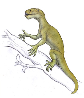 進化の歴史｜科学バー スミニア・川崎悟司イラスト集