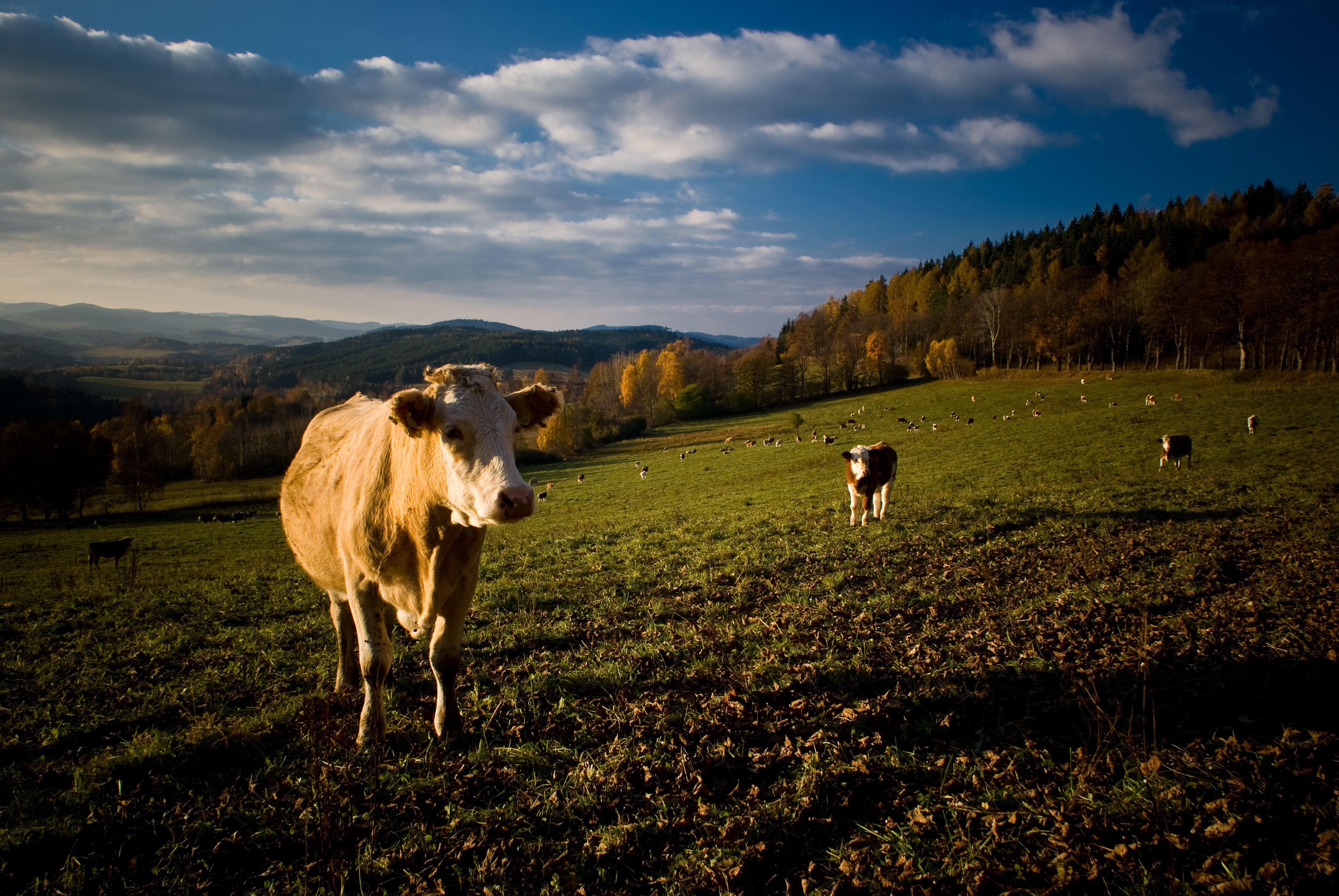 What exactly happens when cows eat corn? paleopersonaltrainer