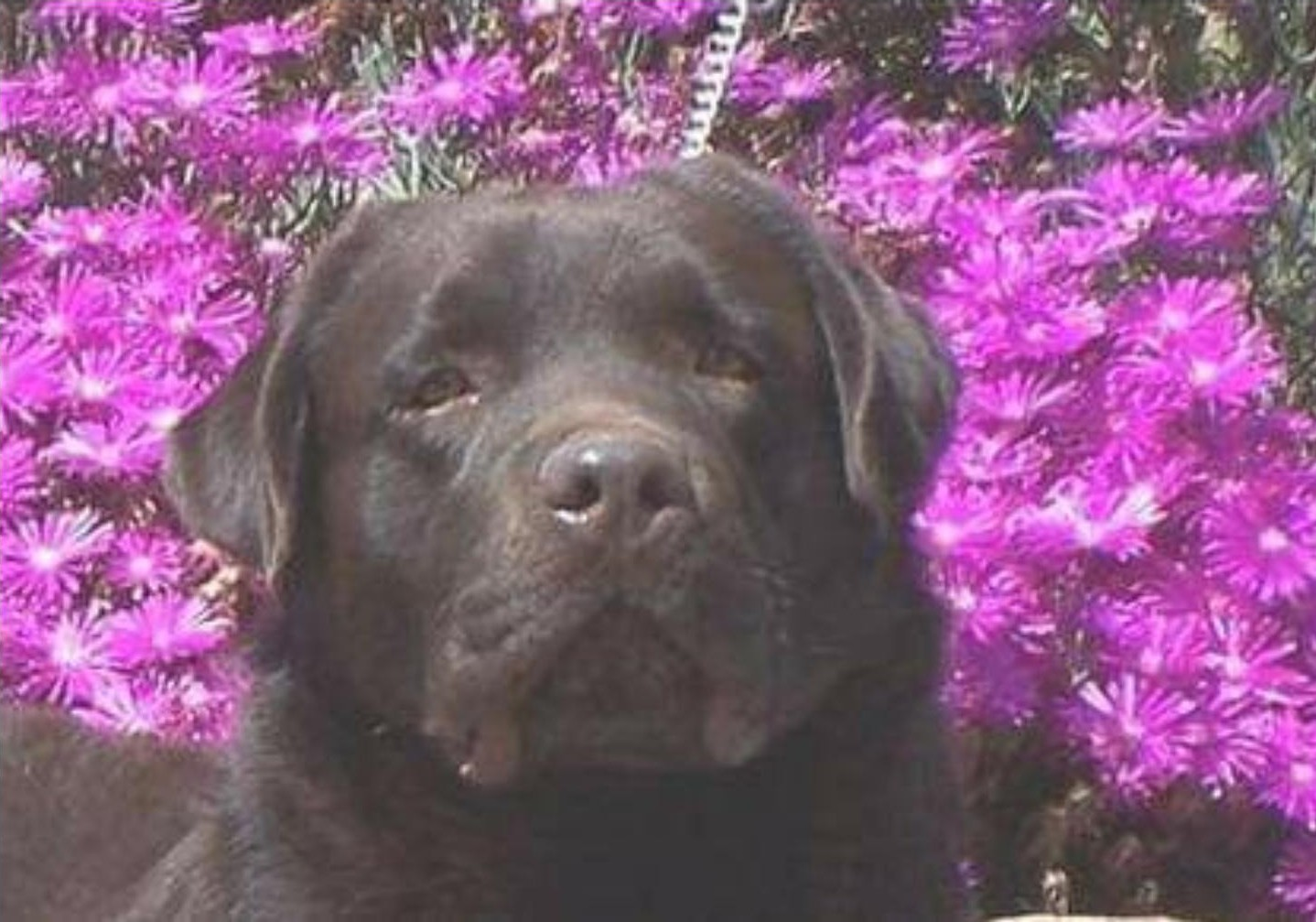 PURCHASE & RESERVATION INFORMATION Palermo Ranch Kennels