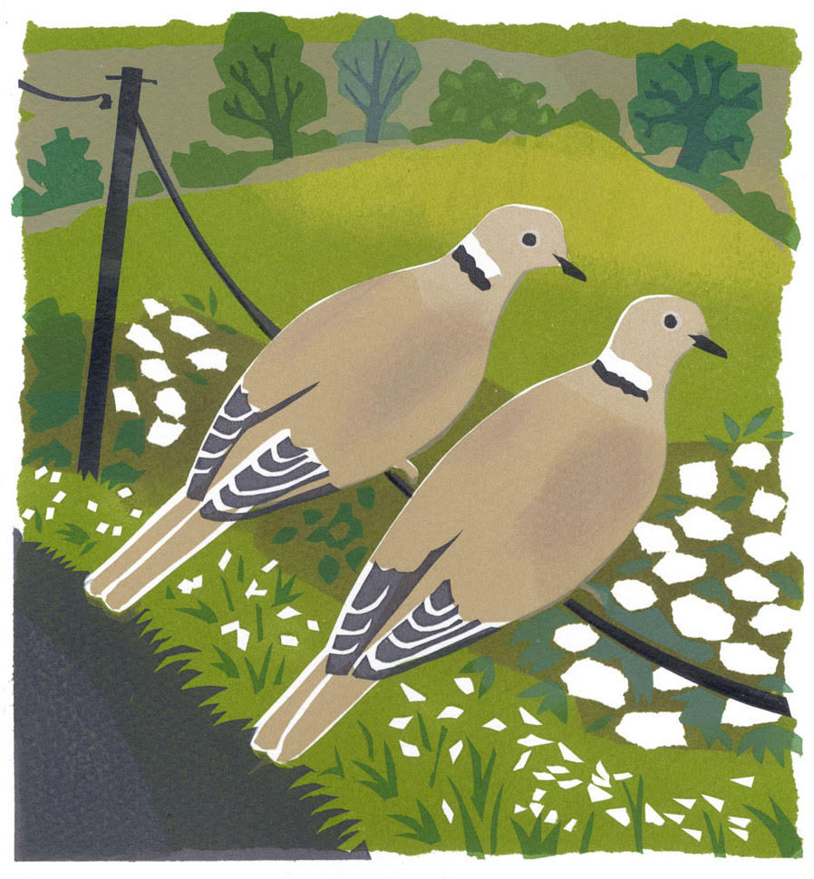 Collared Doves Print by Carry Akroyd — Pallant
