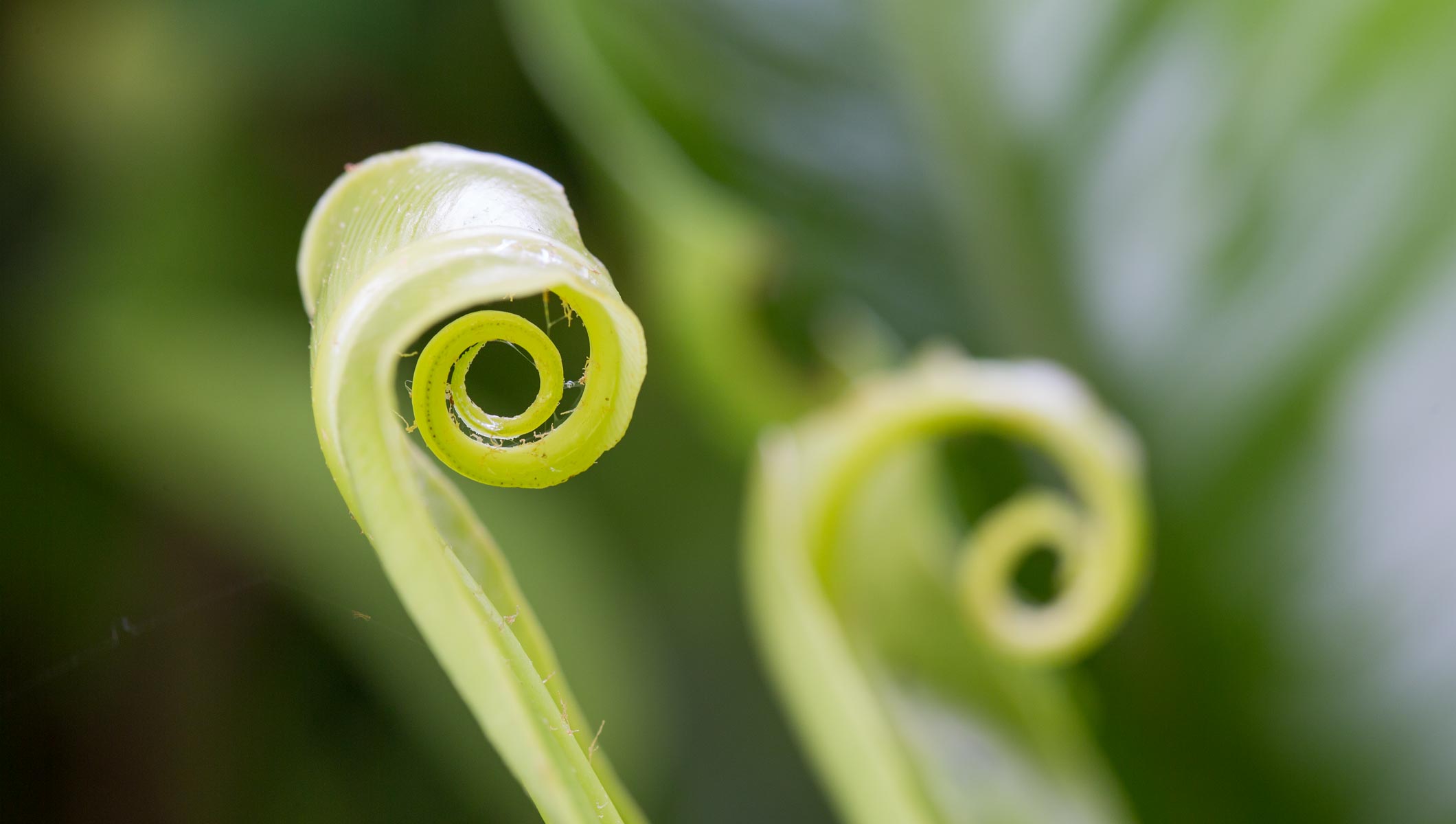 Planting Easter Lily Bulbs