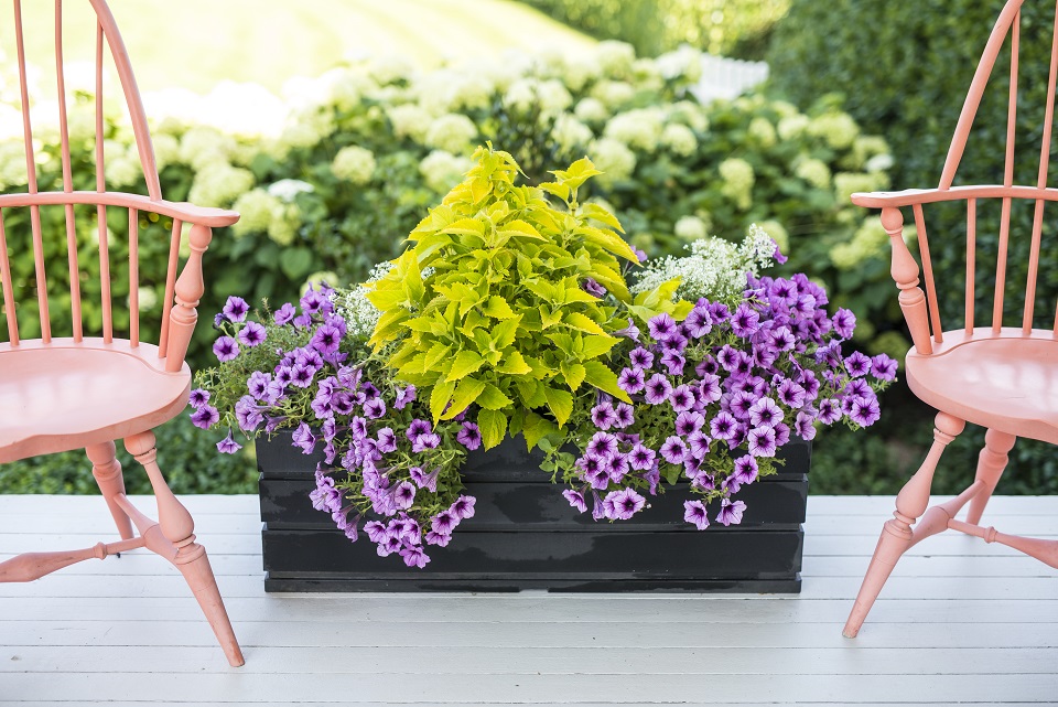 5 Tips for Successfully Growing Plants in Containers P. Allen Smith