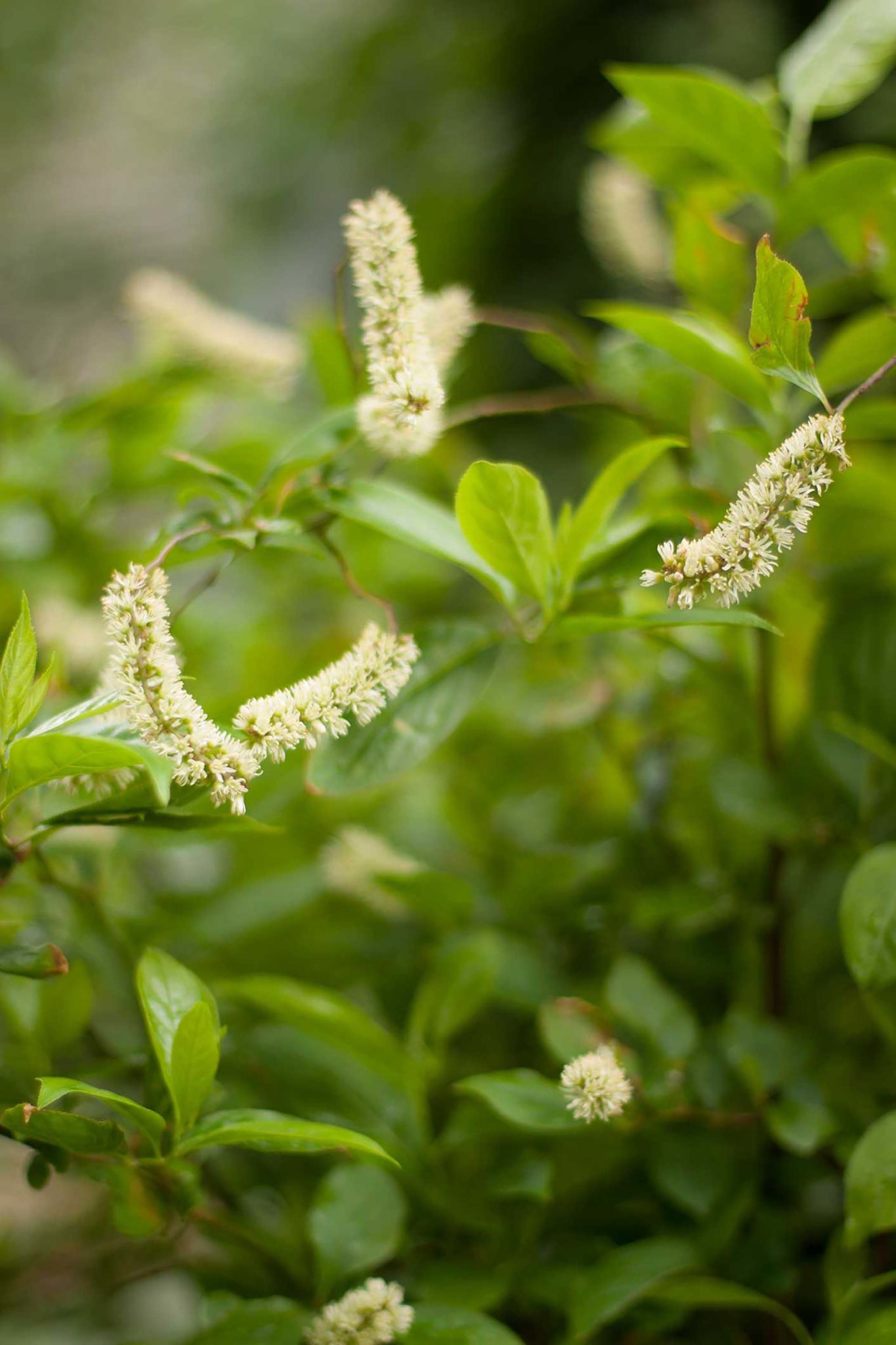 Little Henry(r) Virginia Sweetspire P. Allen Smith