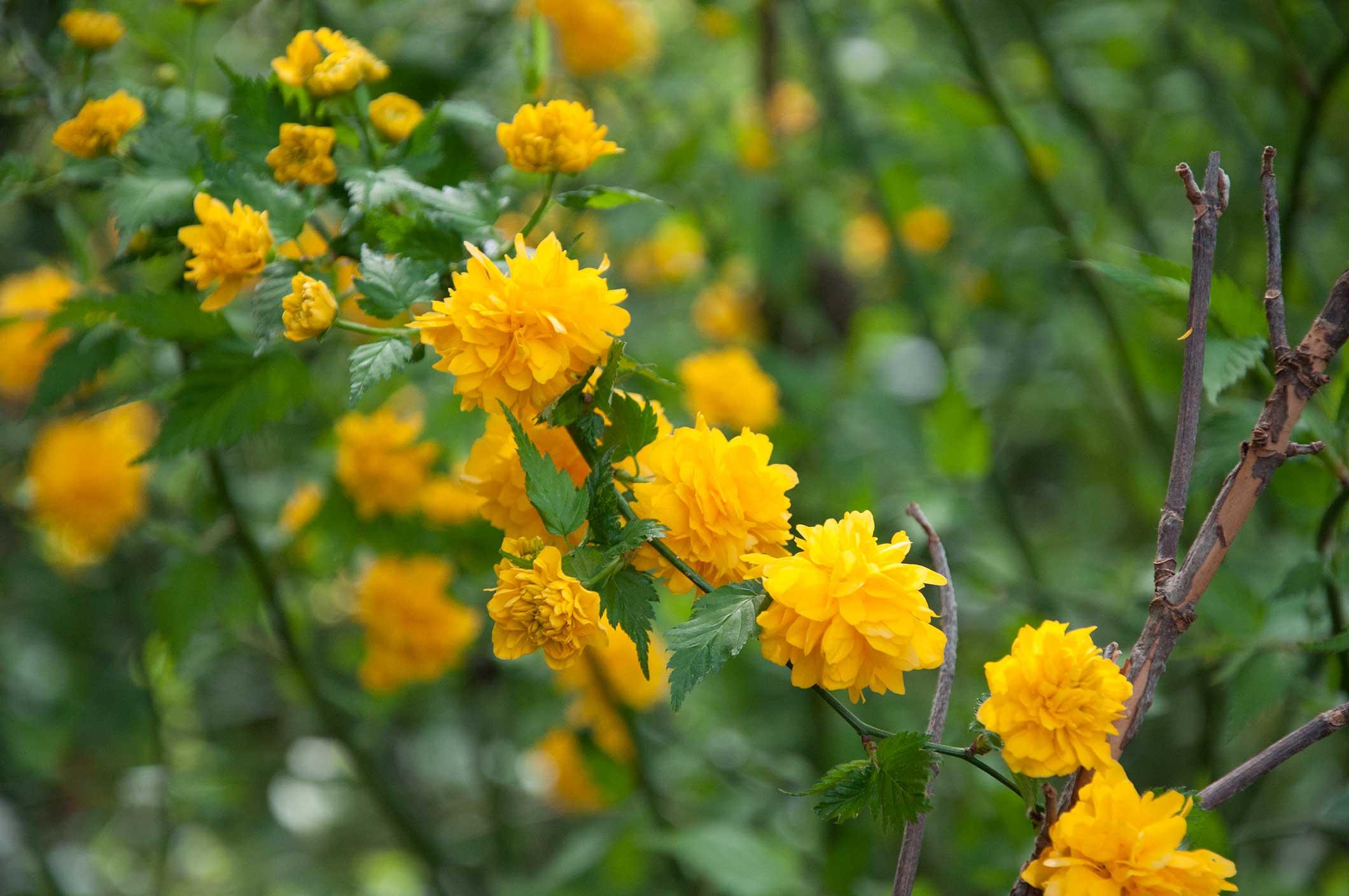 Japanese Rose P. Allen Smith