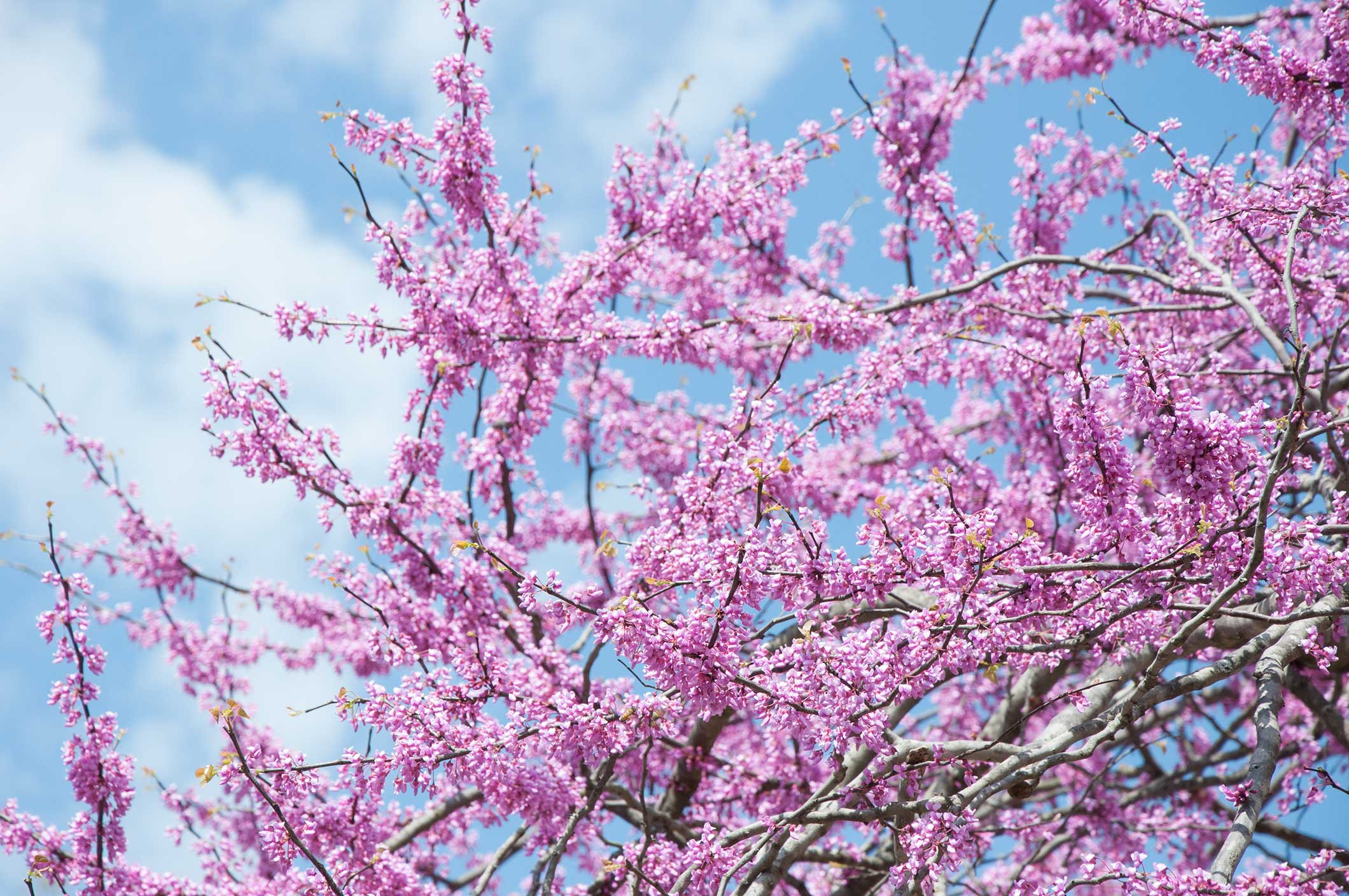 How to Grow a Redbud Tree