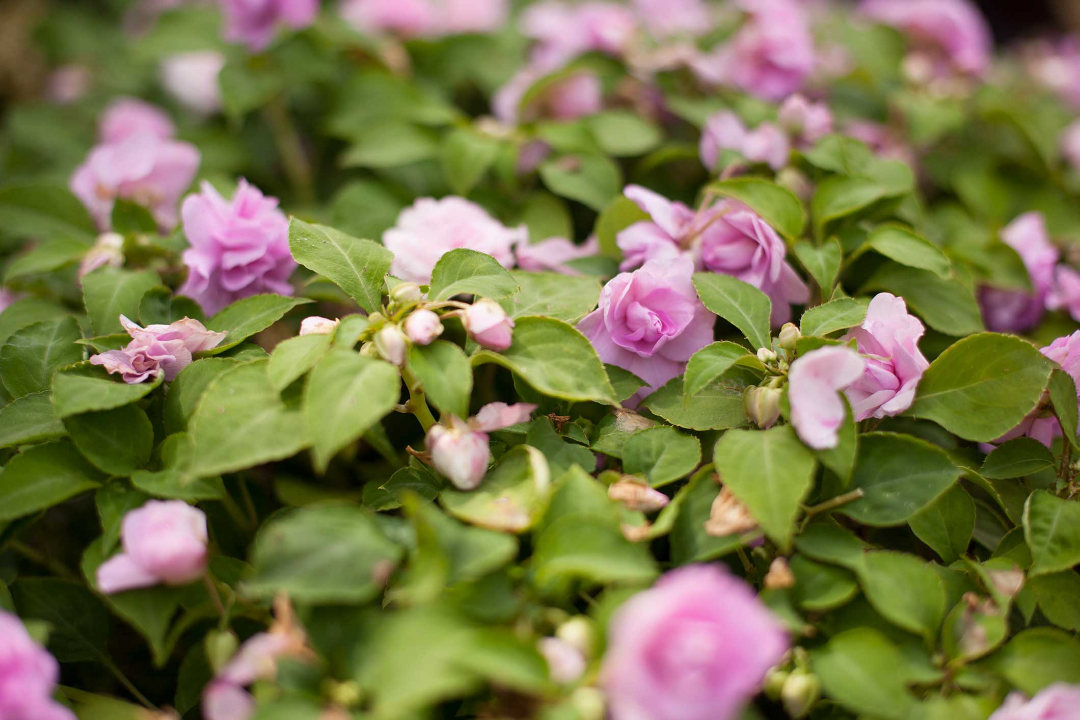 9 Plants to Grow in Shade P. Allen Smith