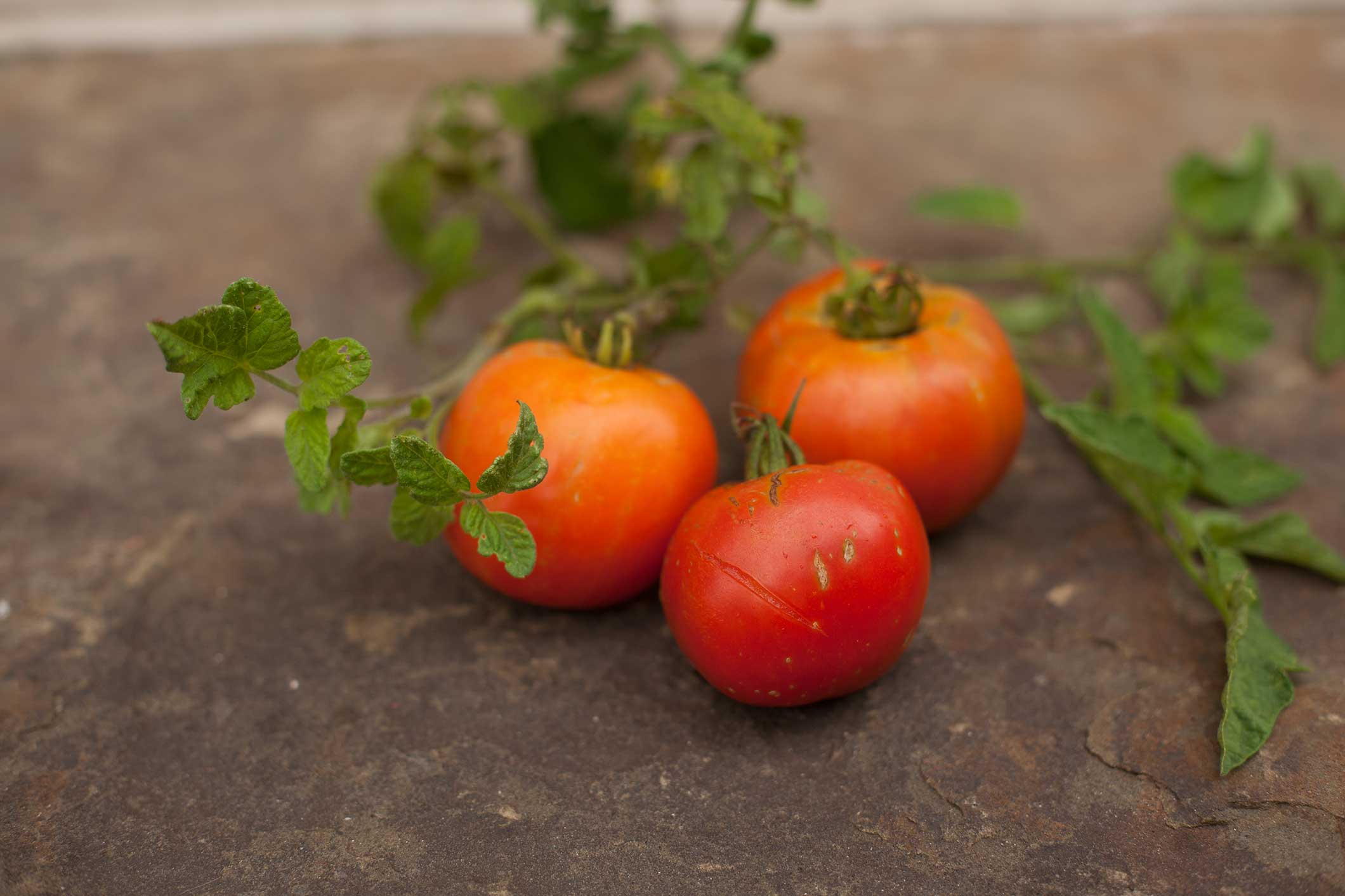 Leathery, really curly little leaves and curled (up) larger leaves. Nine Common Tomato Problems P Allen Smith