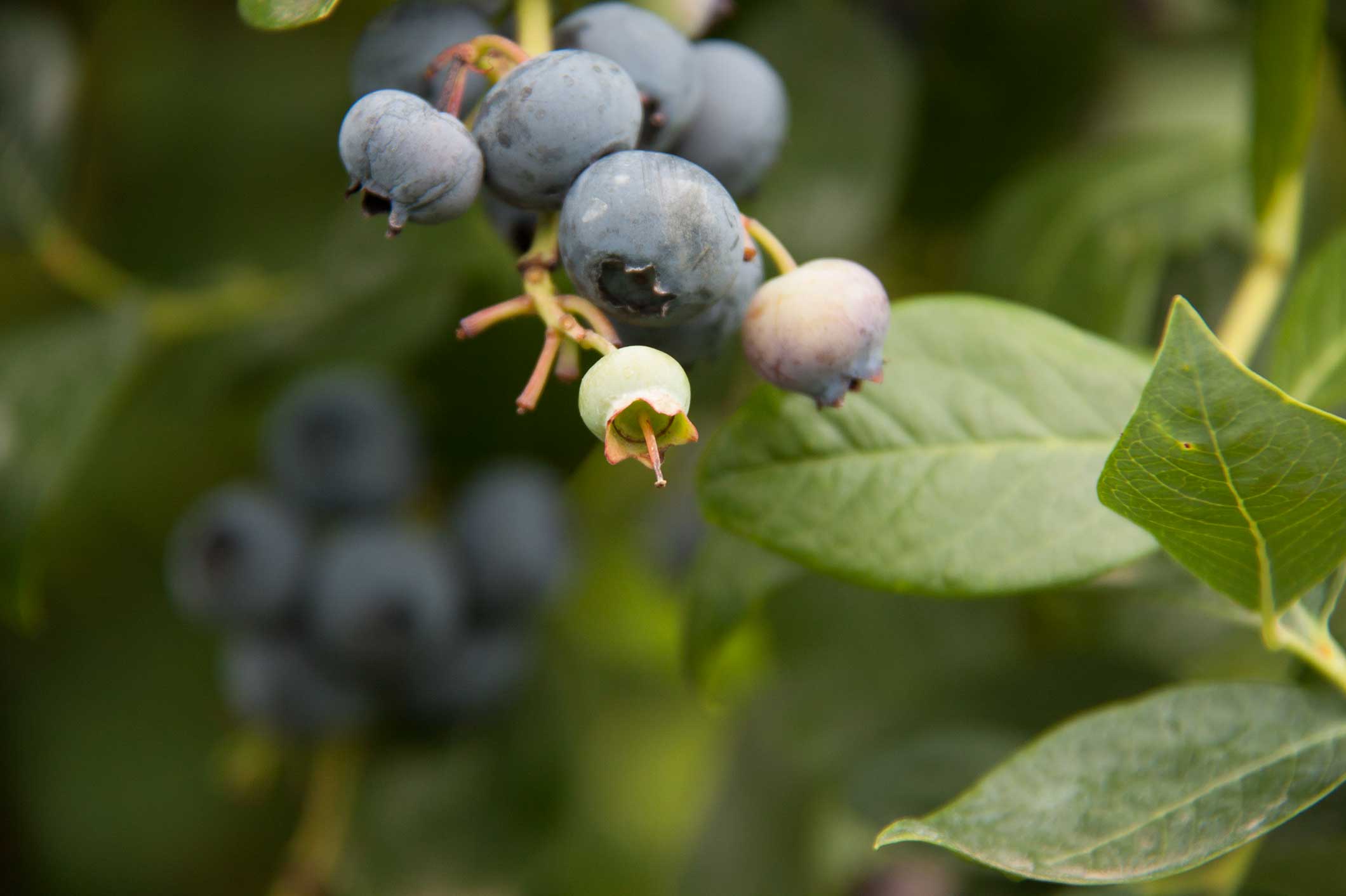 Blueberries in the Landscape P. Allen Smith