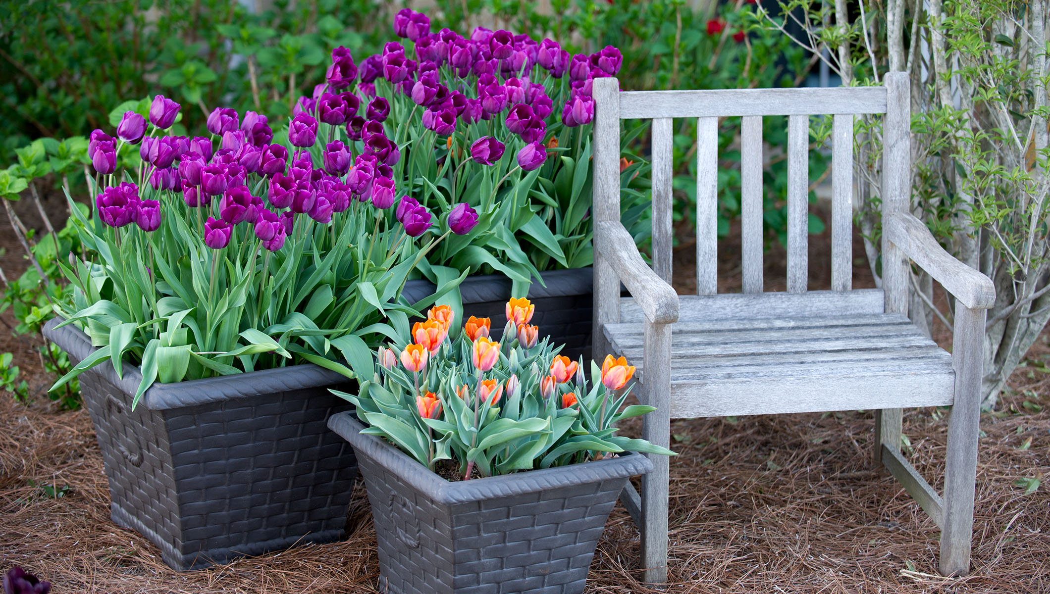 Arranging Container Gardens P. Allen Smith