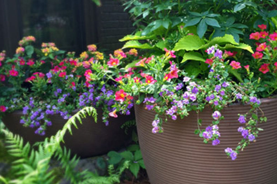 Tequila Cocktail Container Garden Recipe P. Allen Smith