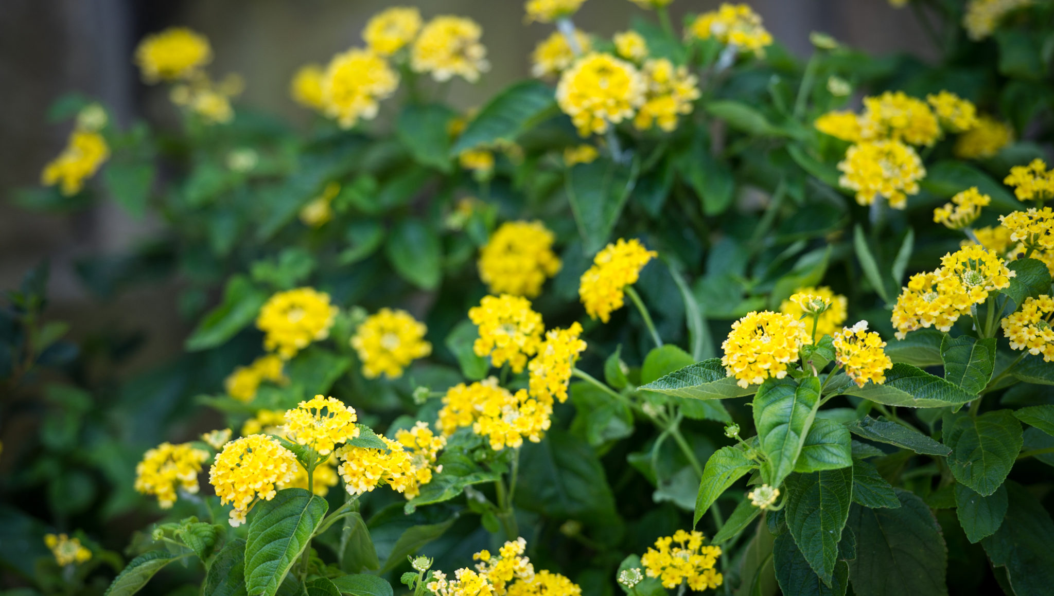 Plants for Color All Summer