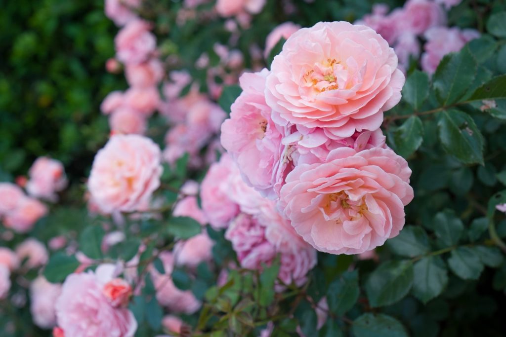 Rose Oil and Rose Water P. Allen Smith