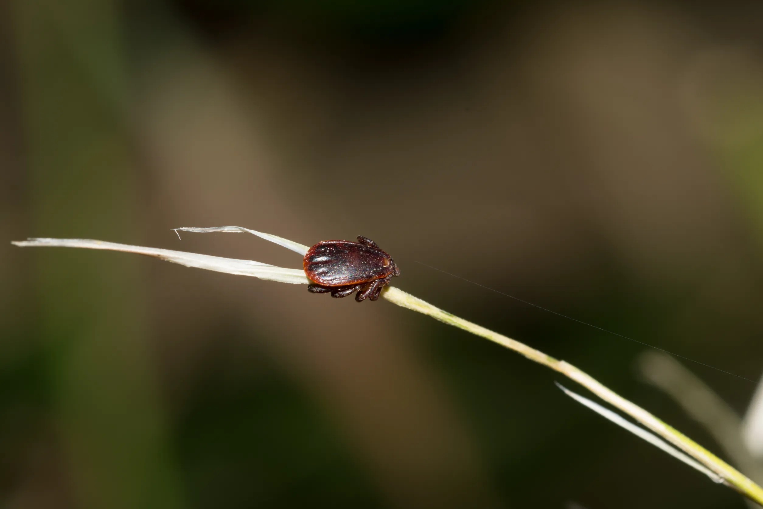 Does pine sol kill ticks [Exterminator Explains] » Pallentor