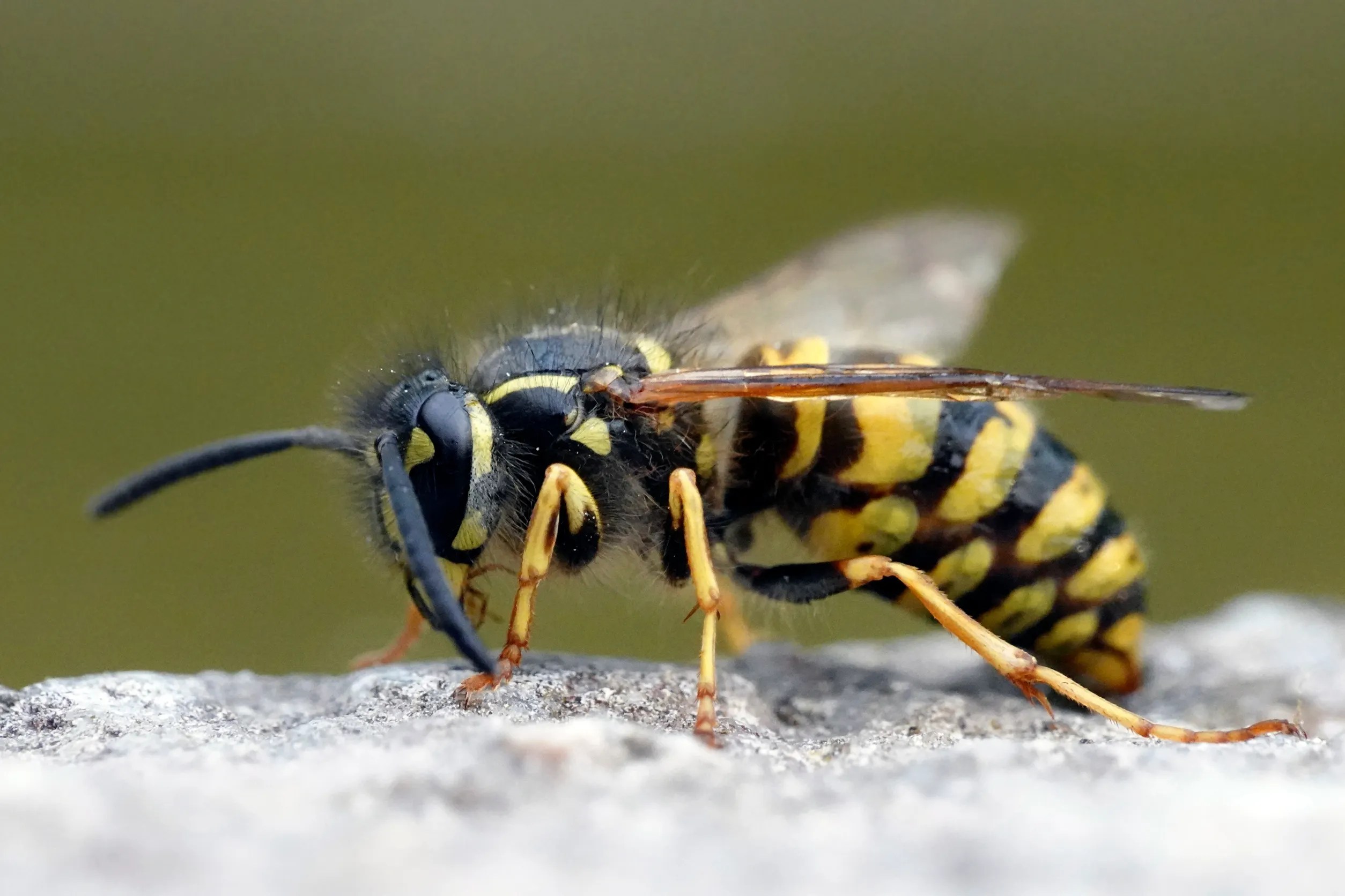 Will hairspray kill a wasp [Exterminator Explains] » Pallentor