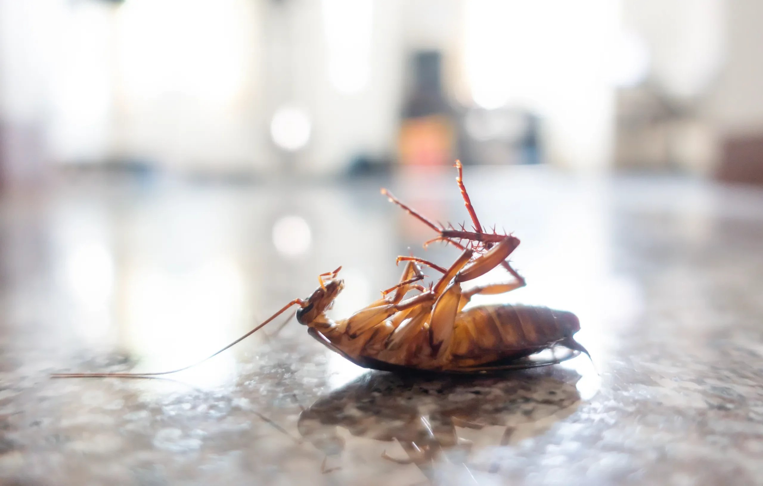 Does Hairspray Kill Roaches? [Exterminator Explains] » Pallentor