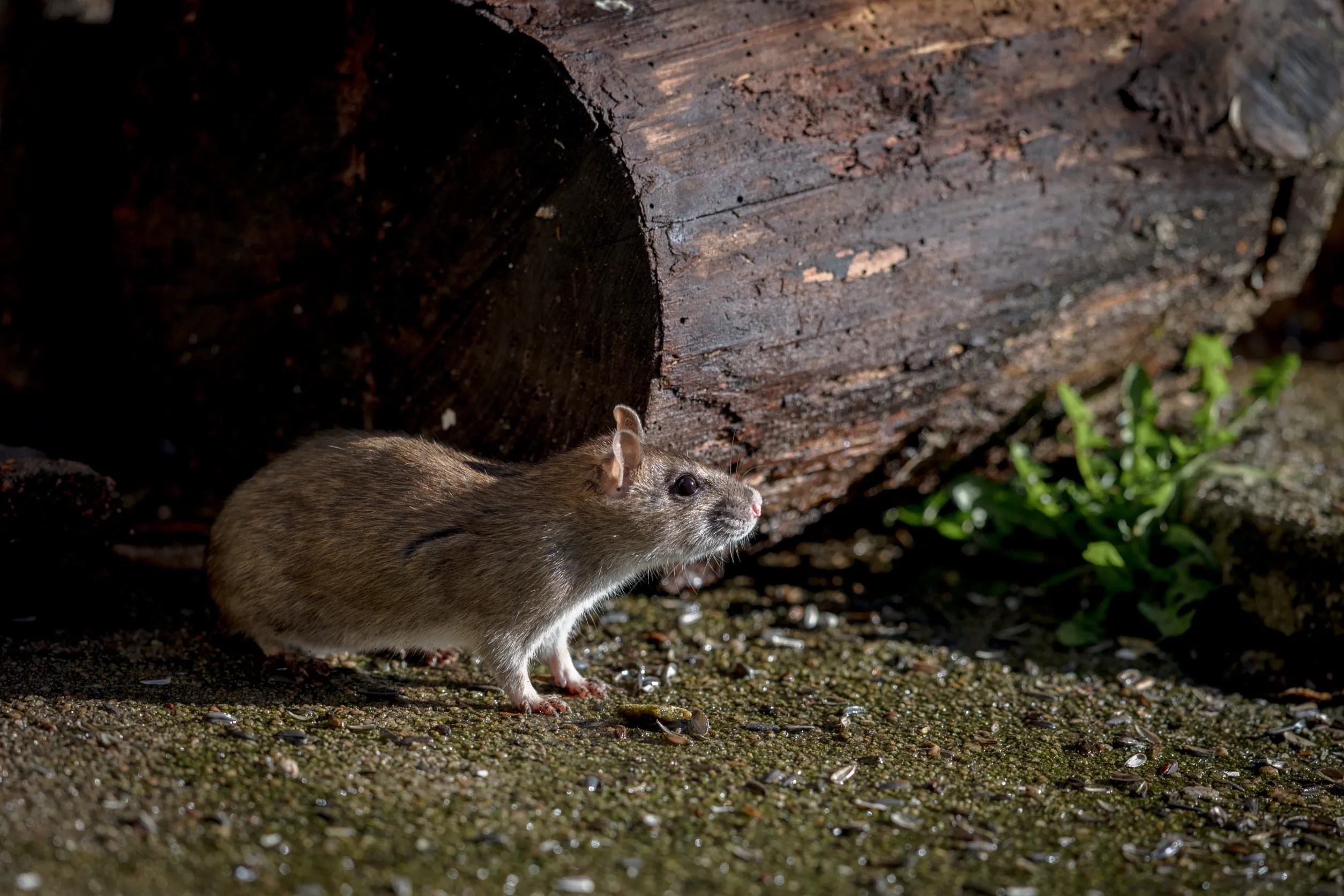 Do Rats Come Out with the Lights On? [Exterminator Explains] » Pallentor