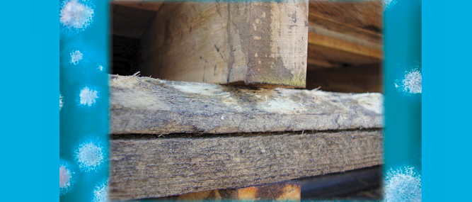 Pallet Enterprise Guru, Howto Tips from Industry Experts Mold