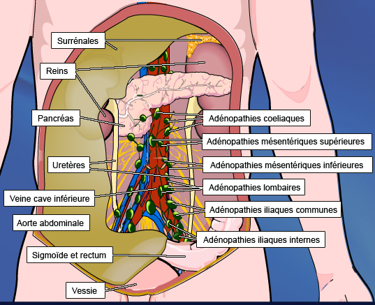 Imageries Abdomen PalliScience site officiel de