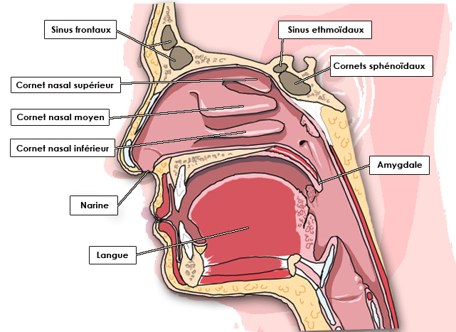 Cou ORL PalliScience site officiel de formation en
