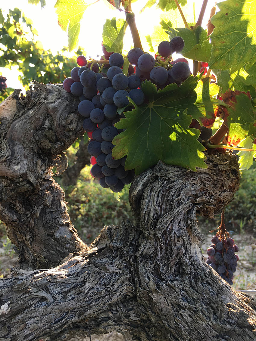 Galerie photo Notre Dame des Pallières producteur de vin Gigondas Côtes