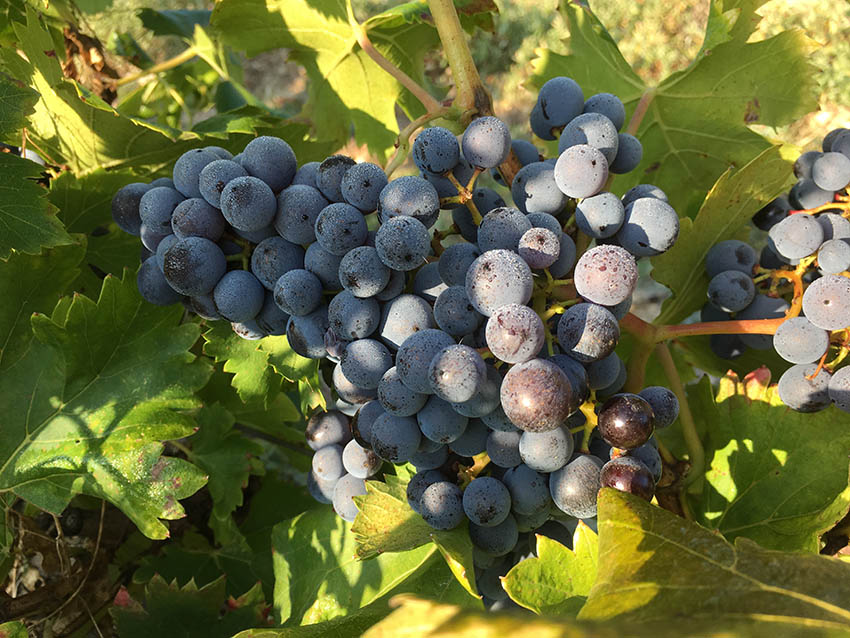 Galerie photo Notre Dame des Pallières producteur de vin Gigondas Côtes
