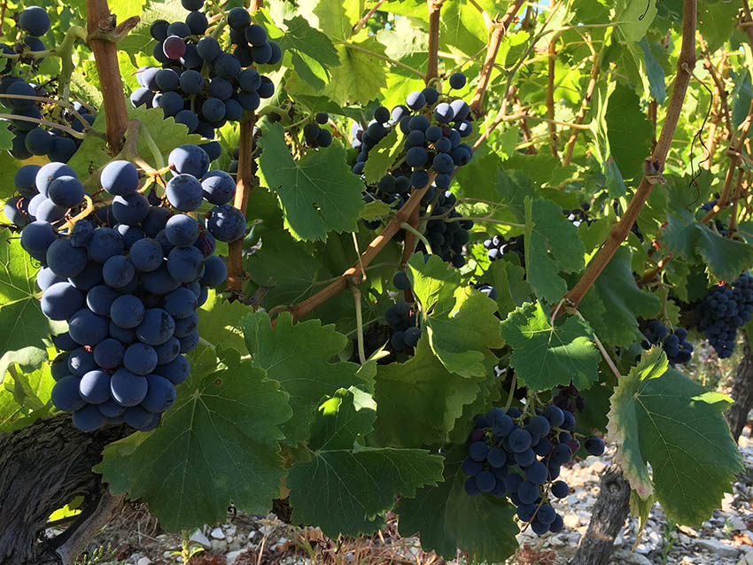 Galerie photo Notre Dame des Pallières producteur de vin Gigondas Côtes
