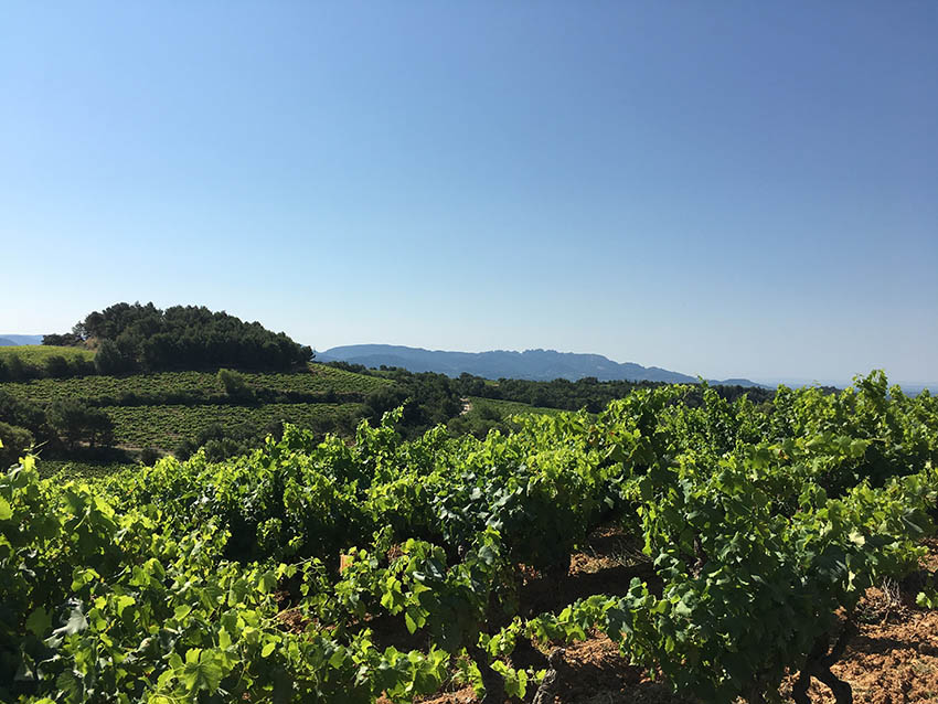 Galerie photo Notre Dame des Pallières producteur de vin Gigondas Côtes