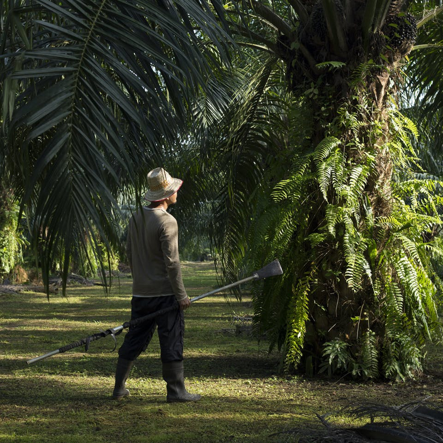 Sustainable Palm Oil The Benefits of Sustainability in Farming