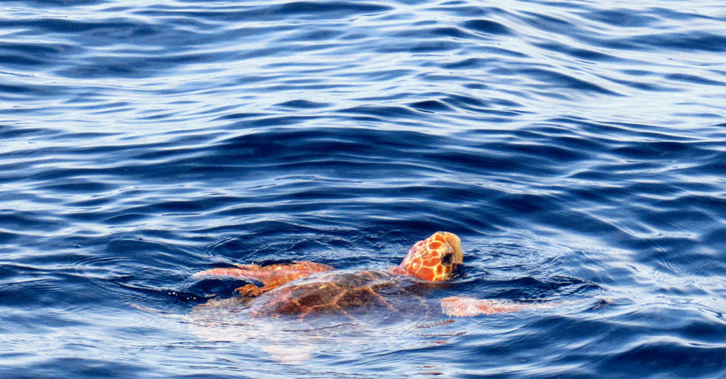 Lights Out For What!? (Sea Turtles) Palmera Vacation