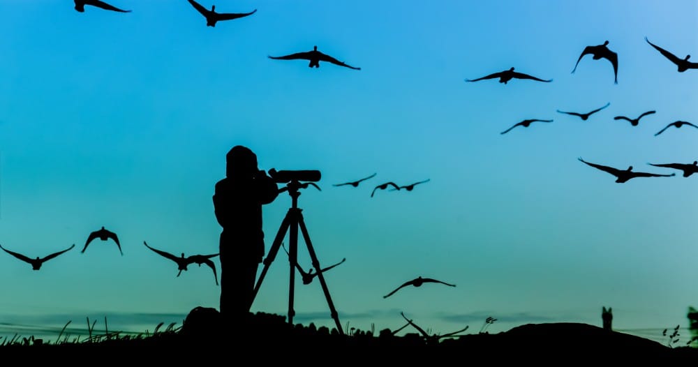 Learn the Positive Mental Health Benefits of Bird Watching Palmetto