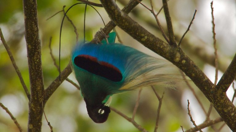 Blue Birdofparadise Paradisornis rudolphi Palm Oil Detectives