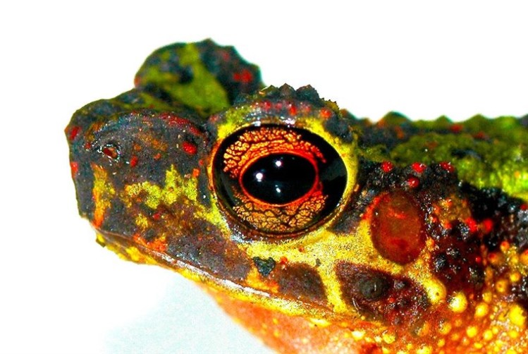 Bornean Rainbow Toad Ansonia latidisca Palm Oil Detectives