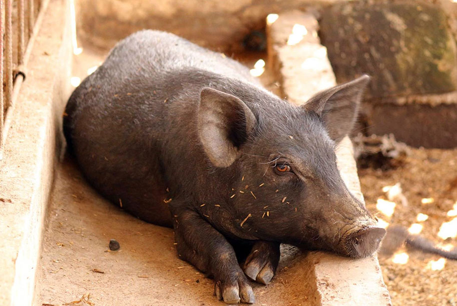 PCAARRD Advanced Learning Management System Public profile