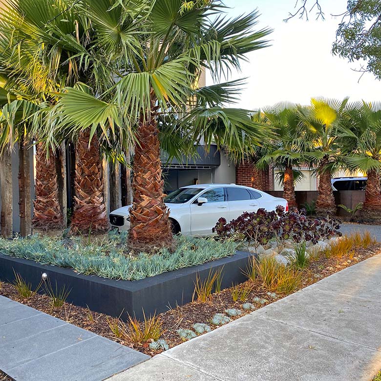 Palm Sale Melbourne based Palm Tree supplier