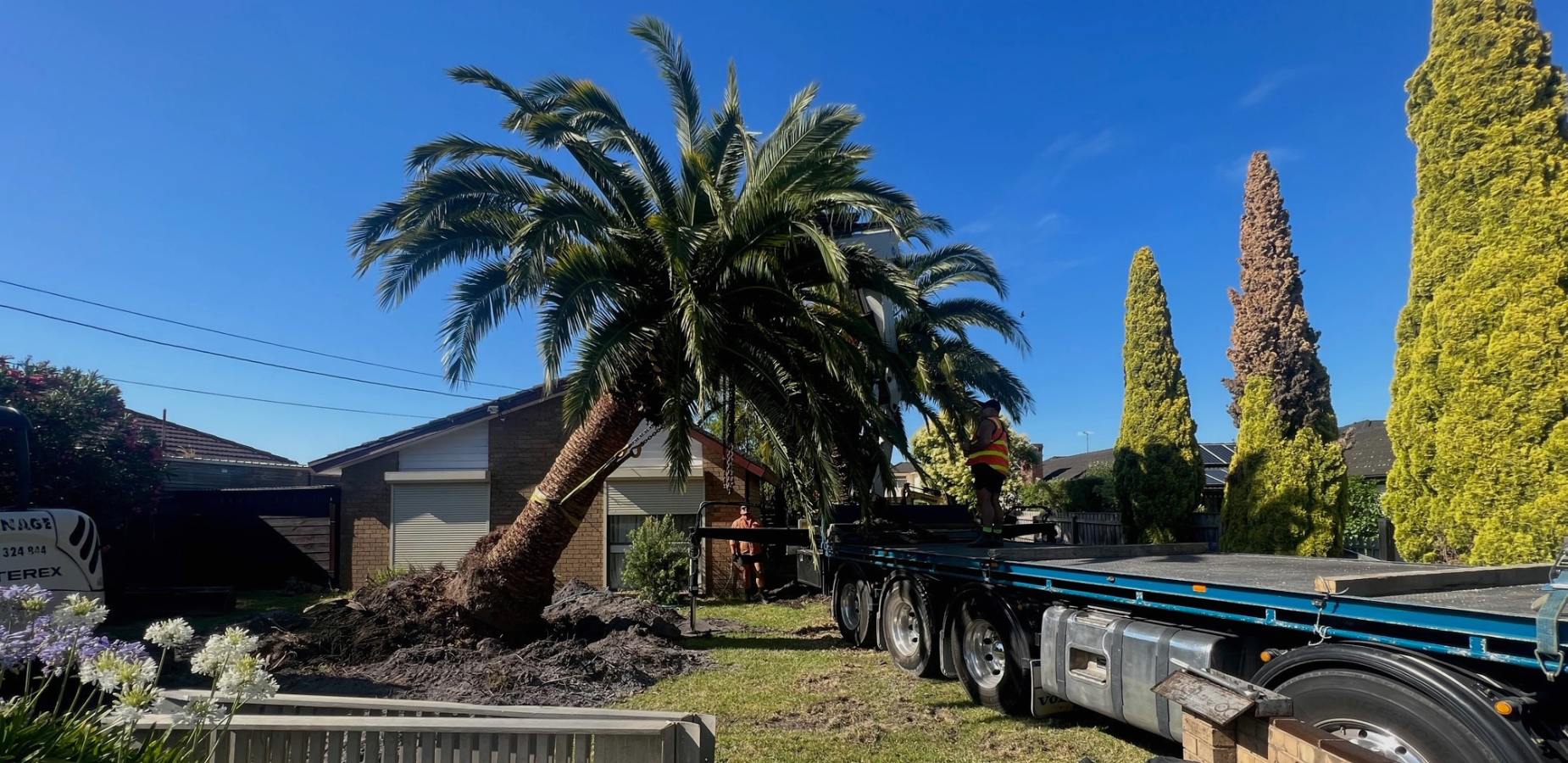 The Tree Transplant Specialists Palm Sale