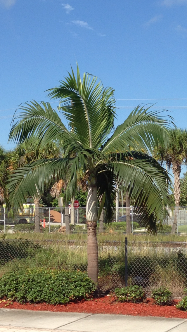 Popular Palm Trees Found in Florida Palm Tree Dr. Blog