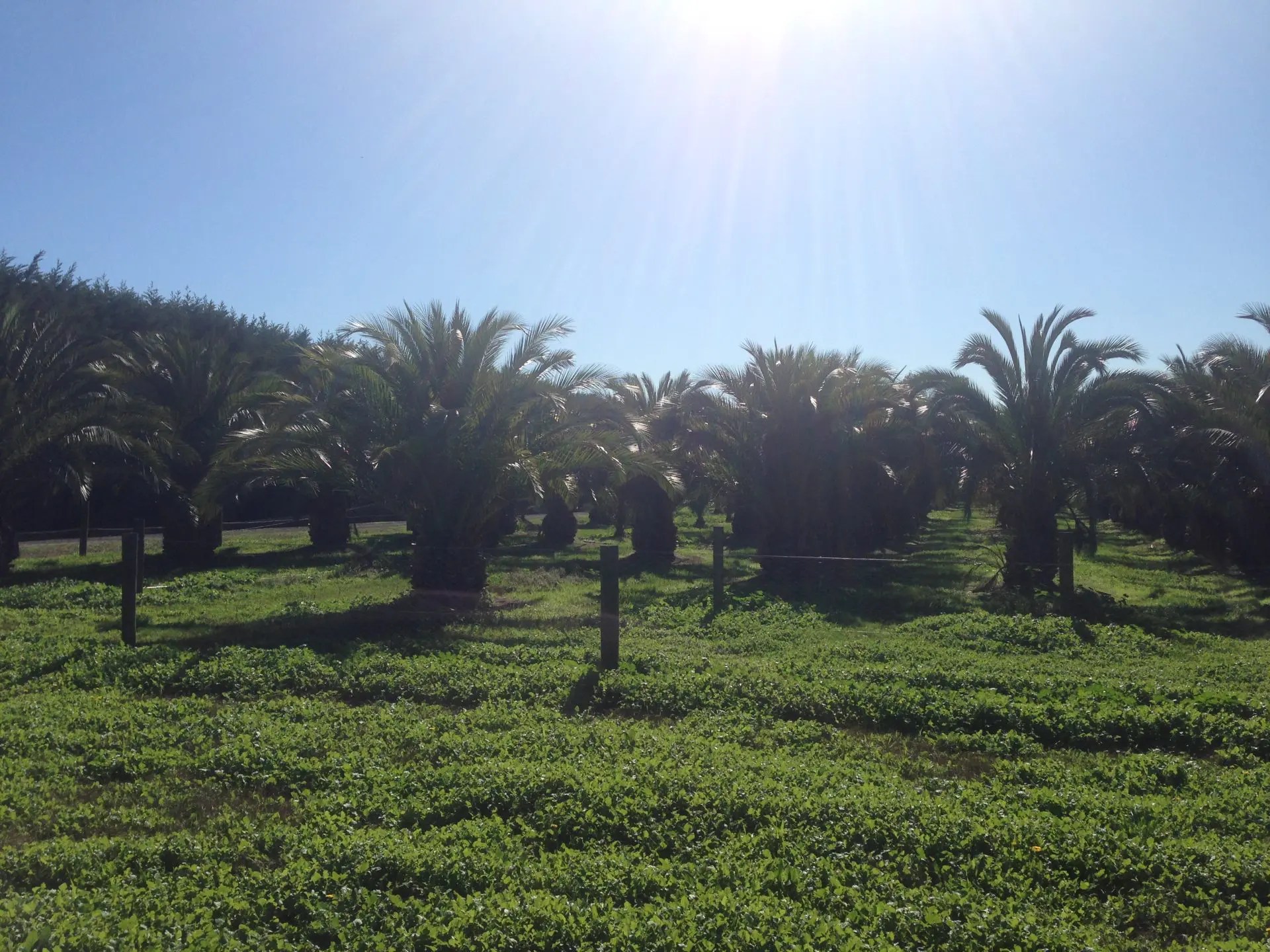 Palm Nursery Palm Tree Sales