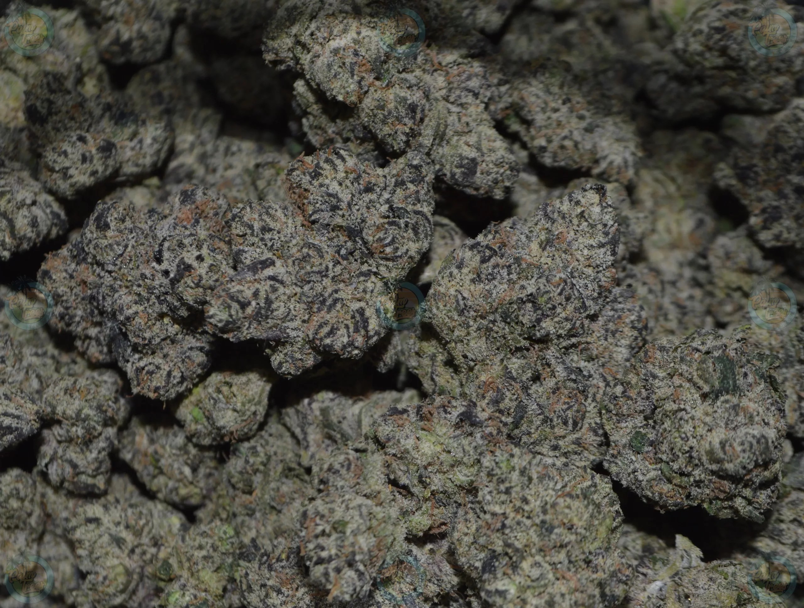 CHERRY RUNTZ X DOJA Marijuana Delivery DC