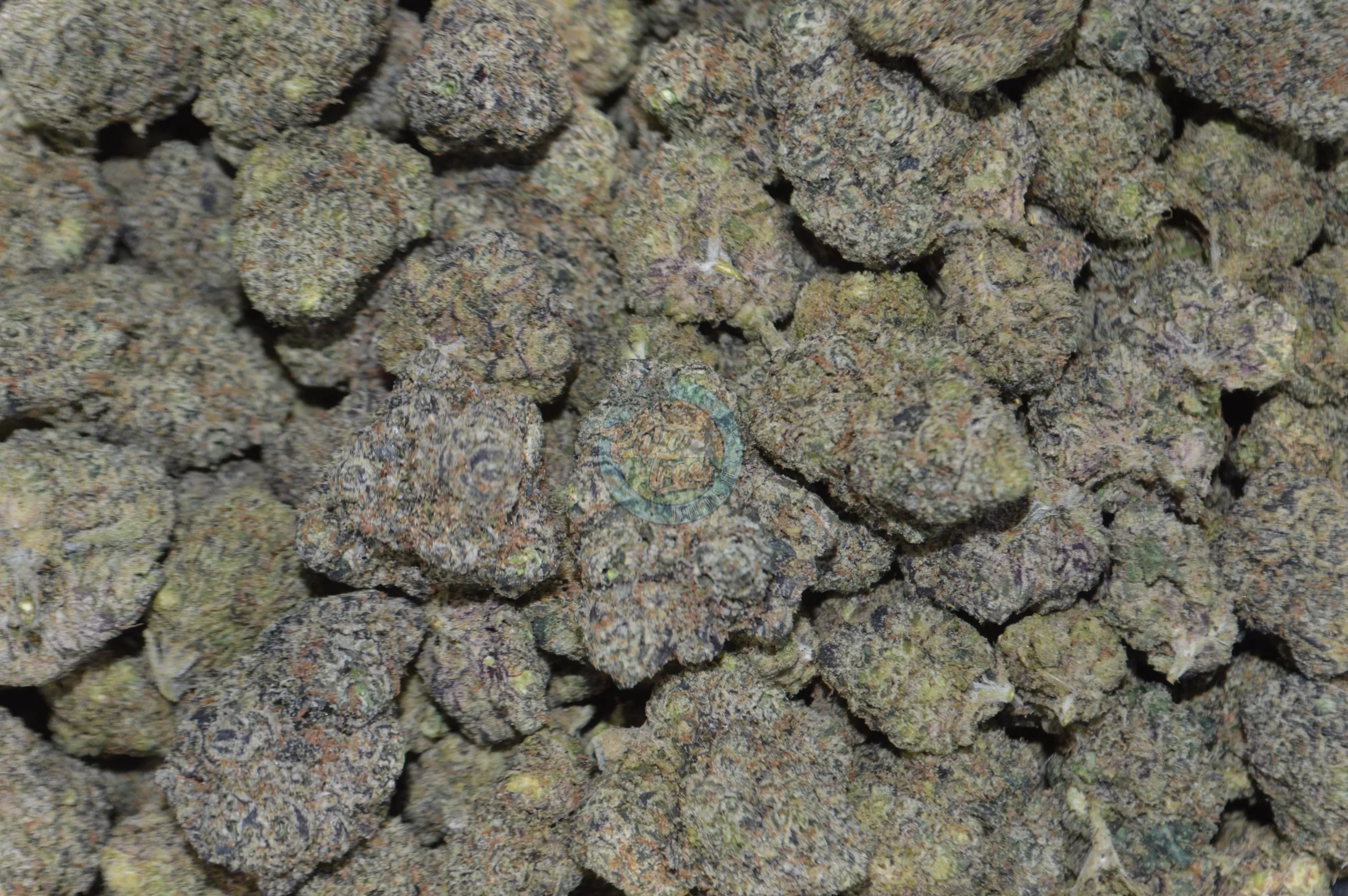 GARY PAYTON x FISH SCALE Marijuana Delivery DC