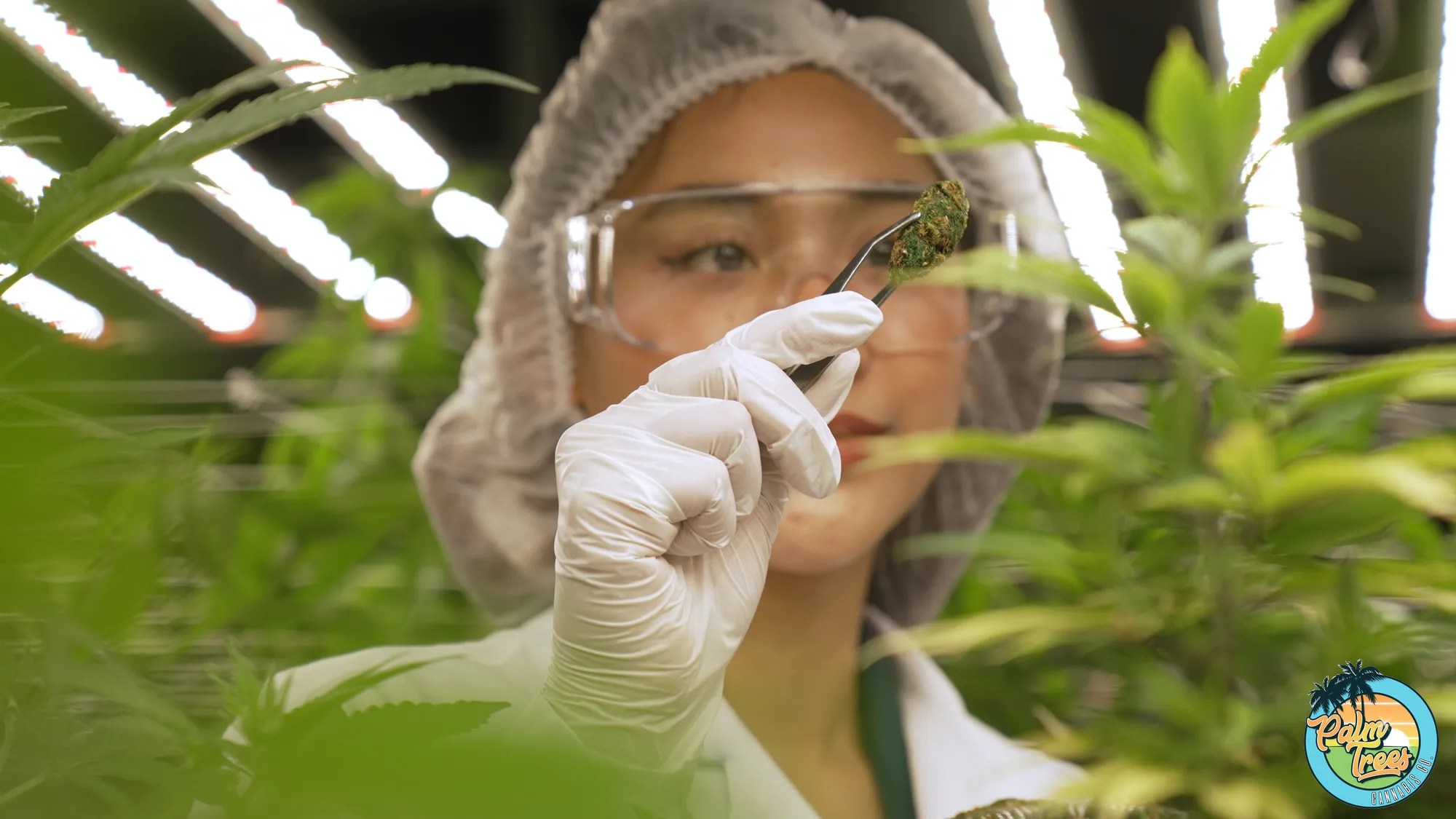 Cannabis Cultivation Process Palm Trees DC