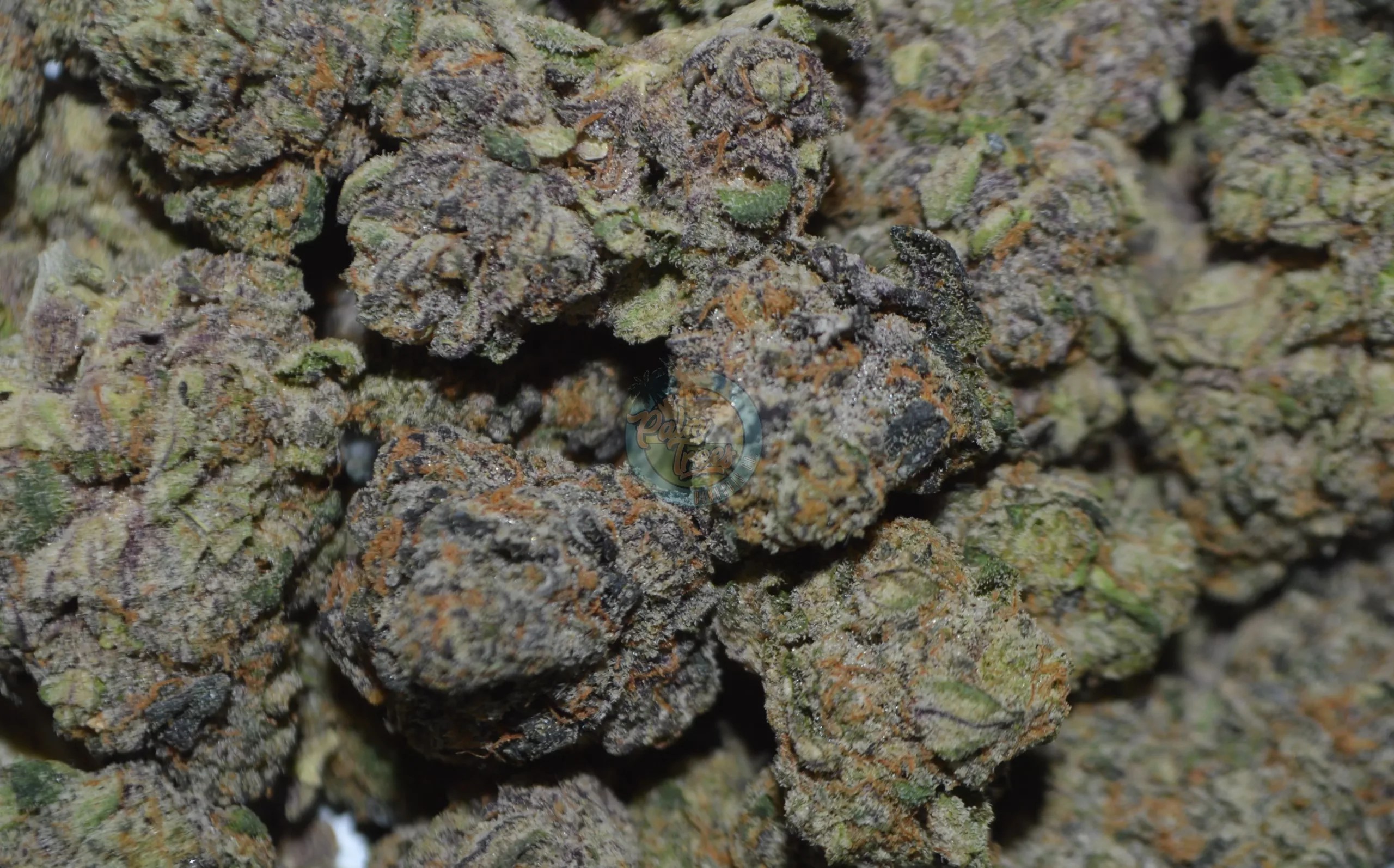 Pancakes Cannabis Strain Profile Palm Trees DC Cannabis Dispensary DC