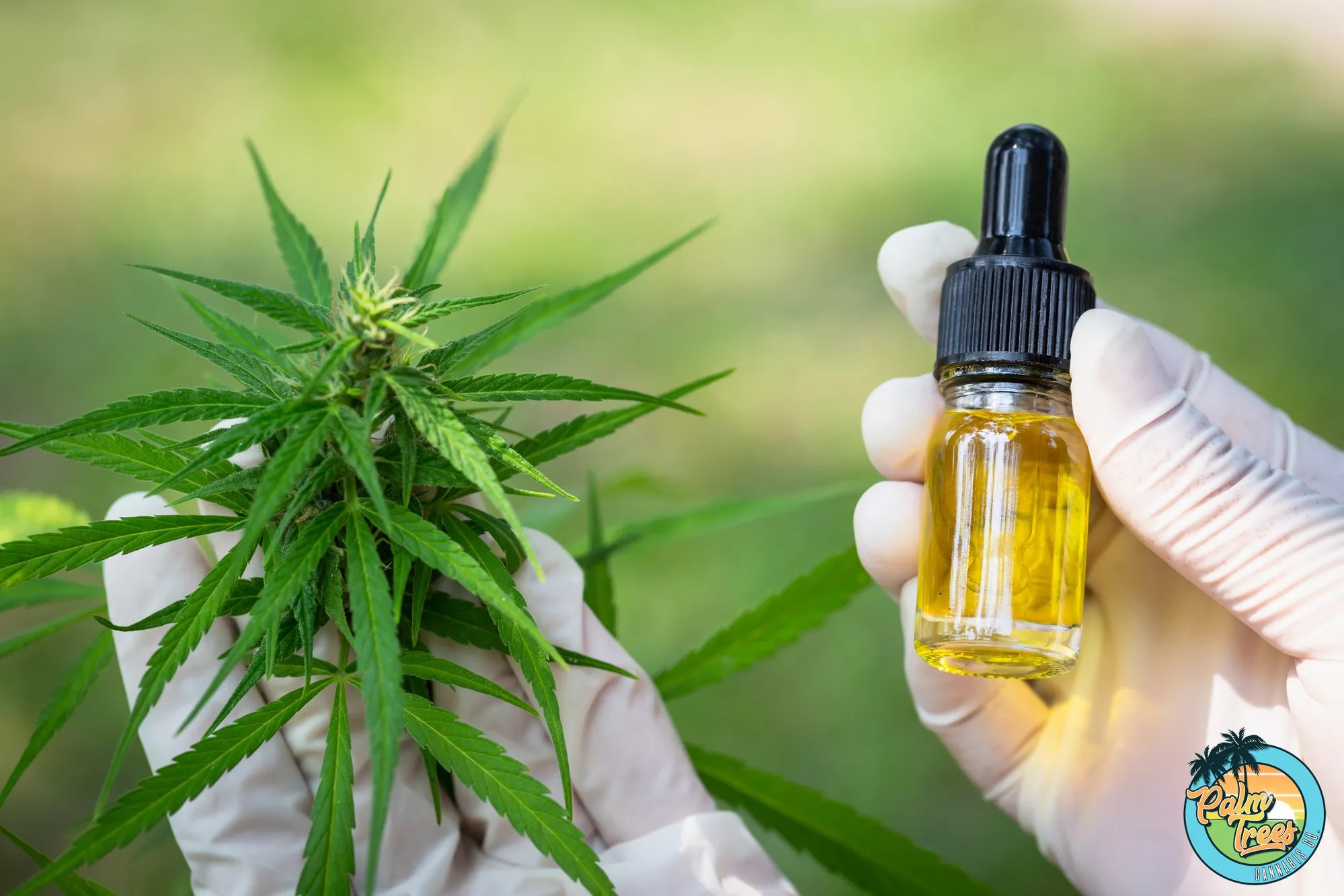 Delta8 vs. Delta9 THC Palm Trees DC Cannabis Dispensary DC