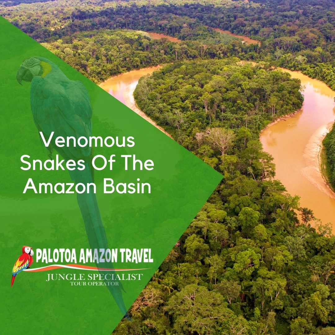 Venomous Snakes Of The Amazon Basin Palotoa Amazon Travel