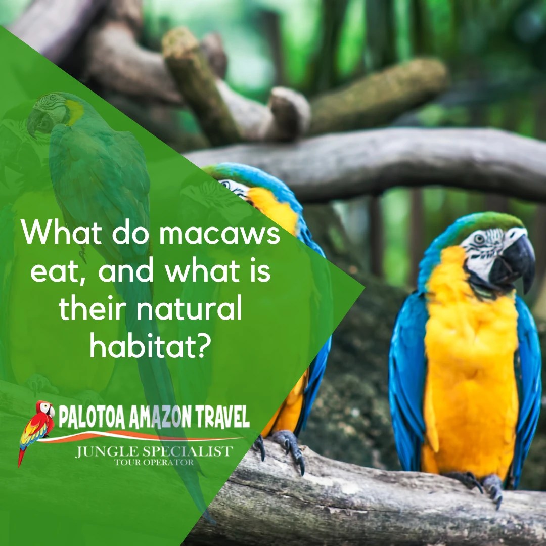 What do macaws eat, and what is their natural habitat? 2023